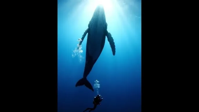 老司机资源 - 深蓝星球：探索海洋深处的未知世界